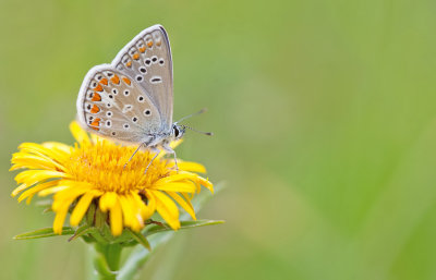 Chapman's blue / Esparcetteblauwtje