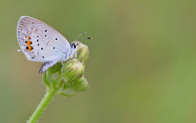 Short-tailed blue / Staartblauwtje