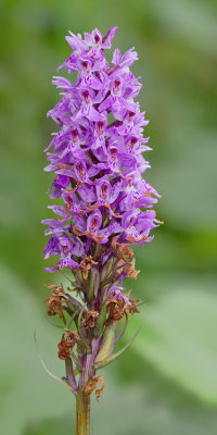 Common Spotted-orchid / Bosorchis 