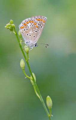Brown Argus / Bruinblauwtje
