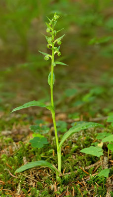 Frog orchid / Groene nachtorchis