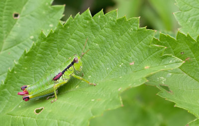 Odontopodisma decipiens / Balkanbergsprinkhaan