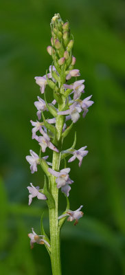 Short-spurred fragrant orchid / Welriekende muggenorchis