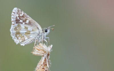 Safflower Skipper / Witgezoomd spikkeldikkopje