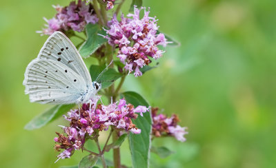 Meleager's blue / Getand blauwtje