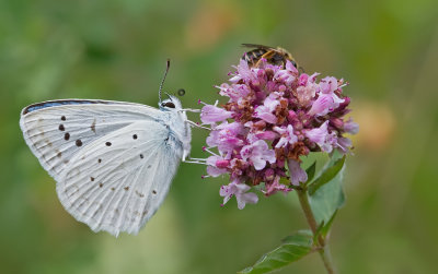 Meleager's blue / Getand blauwtje