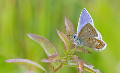 Chapman's blue / Esparcetteblauwtje 
