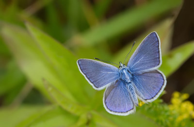 Chapman's blue / Esparcetteblauwtje 