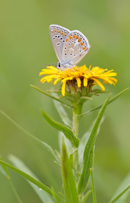 Chapman's blue / Esparcetteblauwtje 