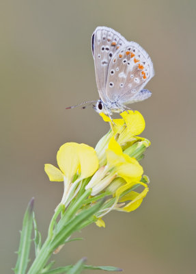 Turquoise Blue / Turkooisblauwtje