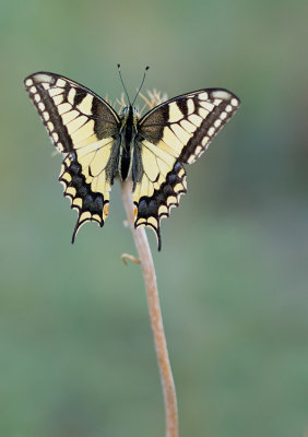 European Swallowtail / Koninginnenpage