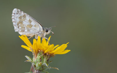 Safflower Skipper / Witgezoomd spikkeldikkopje