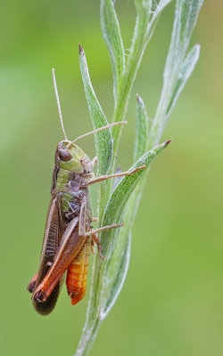 Stripe-winged Grasshopper / Zoemertje