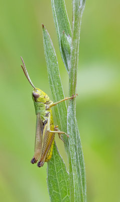 Meadow Grashopper / Krasser