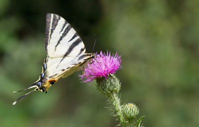 Scarce Swallowtail / Koningspage 