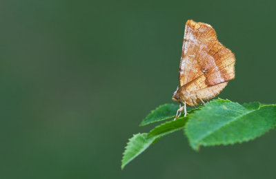 Herculesje / Early Thorn