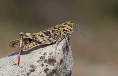 Oedaleus decorus / Kruissprinkhaan