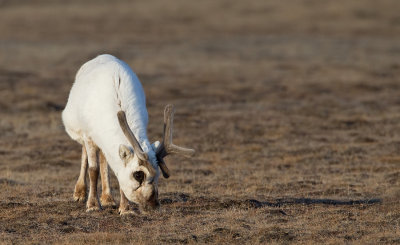 Svalbard reindeer / Spitsbergen rendier