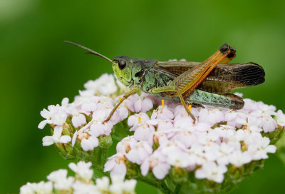 Insects of the Alps / Insecten van de Alpen