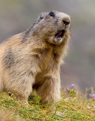 Alpine marmot / Alpen marmot 