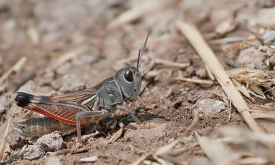 Arcyptera labiata / Turkse bandsprinkhaan