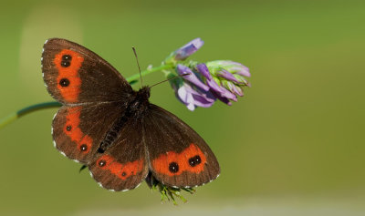 Large ringlet / Grote erebia 