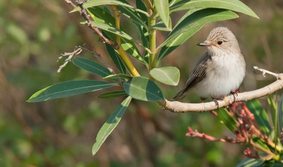 Spotted Flycatcher / Grauwe vliegenvanger