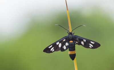Nine-spotted moth / Phegeavlinder