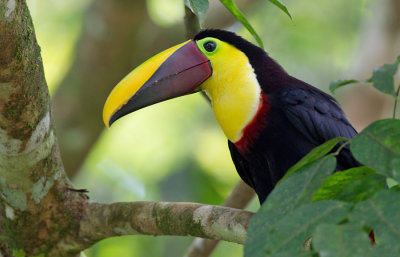 Chestnut-mandibled toucan / Swainsons toekan