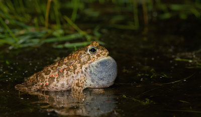 Natterjack Toad / Rugstreeppad