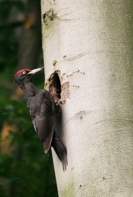 Black woodpecker / Zwarte specht