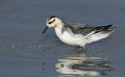 Grey Phalarope / Rosse Franjepoot