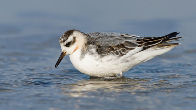 Grey Phalarope / Rosse Franjepoot