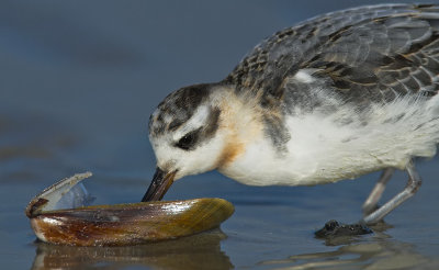 Grey Phalarope / Rosse Franjepoot