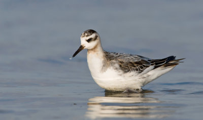 Grey Phalarope / Rosse Franjepoot