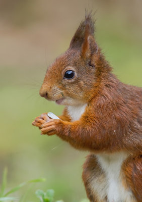 Red squirrel / Rode eekhoorn