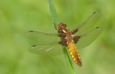 Broad bodied chaser / Platbuik