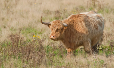 Highland cow / Schotse hooglander