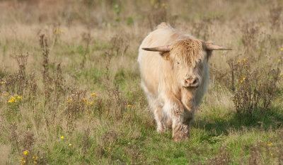 Highland cow / Schotse hooglander