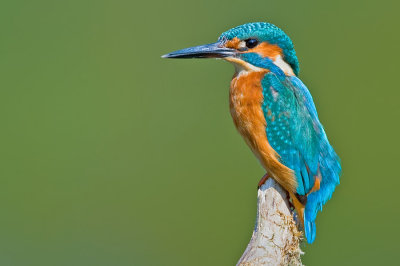 Kingfisher / IJsvogel