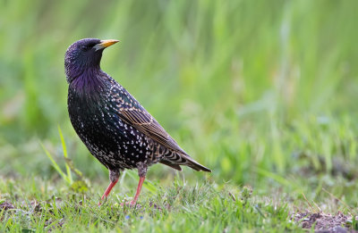 Starling / Spreeuw 
