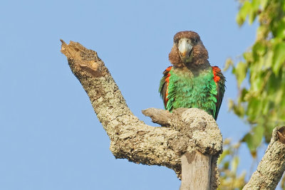 Brown-necked Parrot / Bruinnekpapegaai