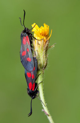 Five-Spot Burnet / Vijfvlek-sint-jansvlinder 