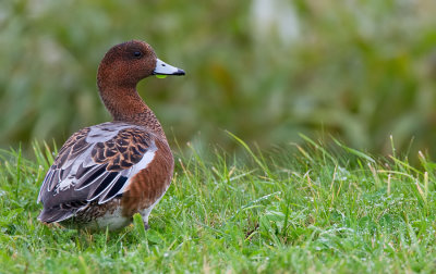 Widgeon / Smient