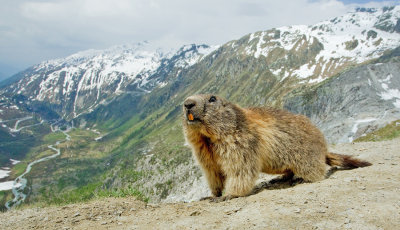 Alpine marmot / Alpen marmot