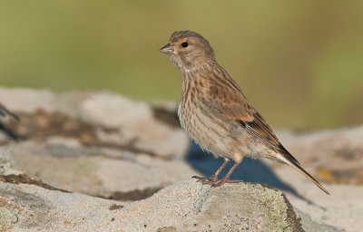 Linnet / Kneu 