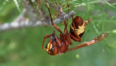 Oriental hornet / Oriëntaalse hoornaar