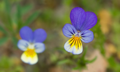 Wild Pansy / Driekleurig viooltje