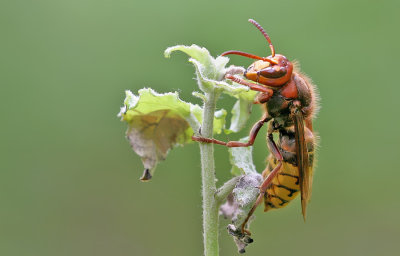 European hornet / Hoornaar