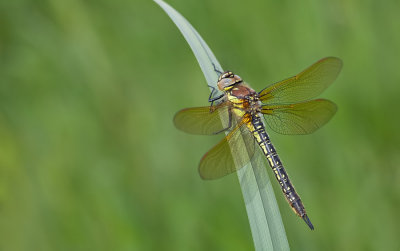 Hairy Dragonfly / Glassnijder